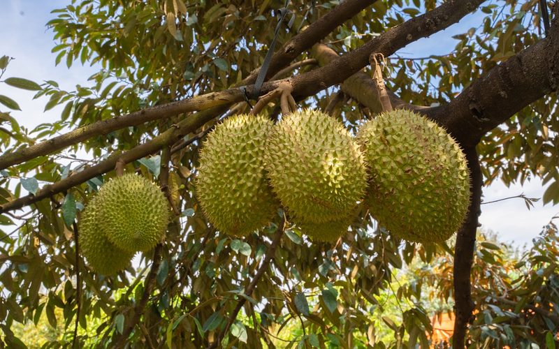 Durian Season