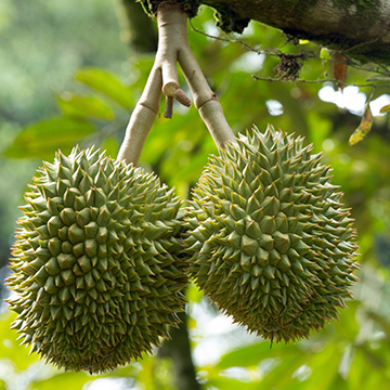 Discovering Singapore’s Homegrown Durians