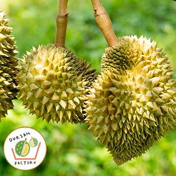 5 Fun Facts About Durians
