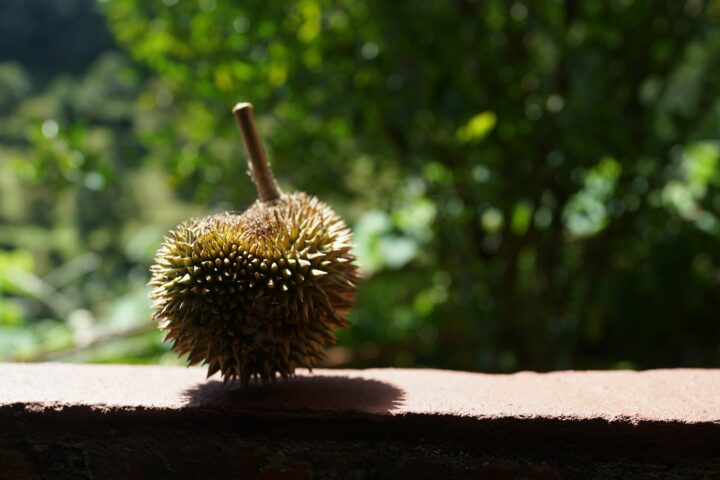 Durian and Intermittent Fasting