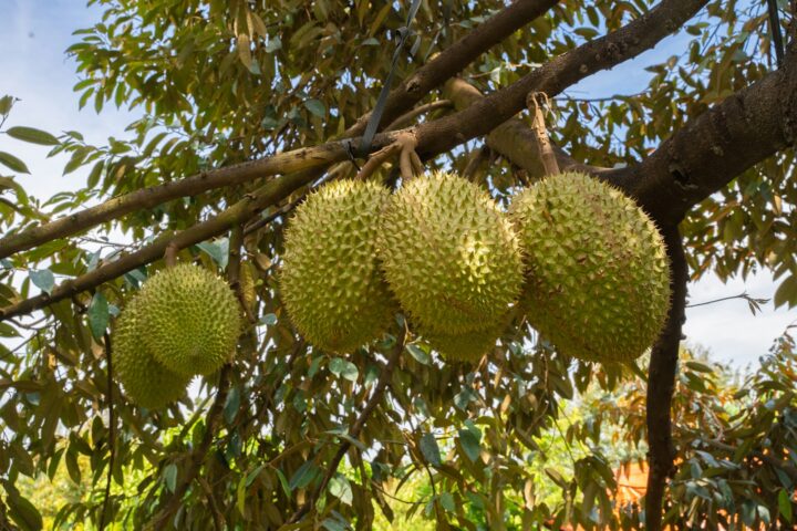Durian Leaves: Traditional Uses
