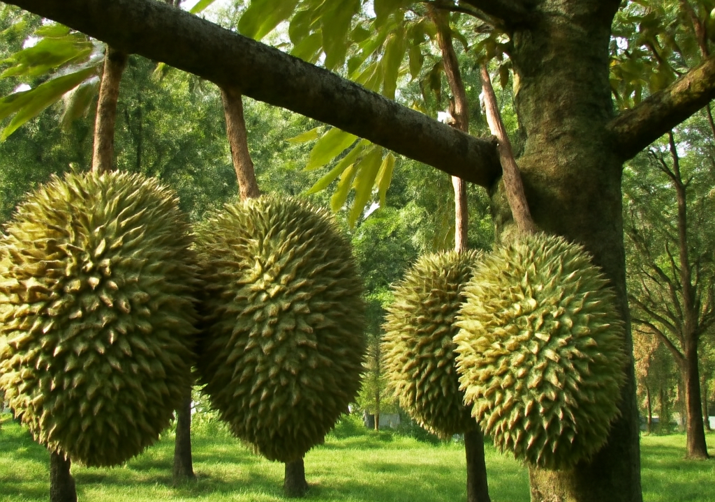 Durian Season 2027 Forecast