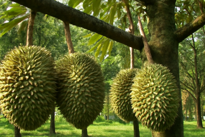 Durian Season 2027 Forecast