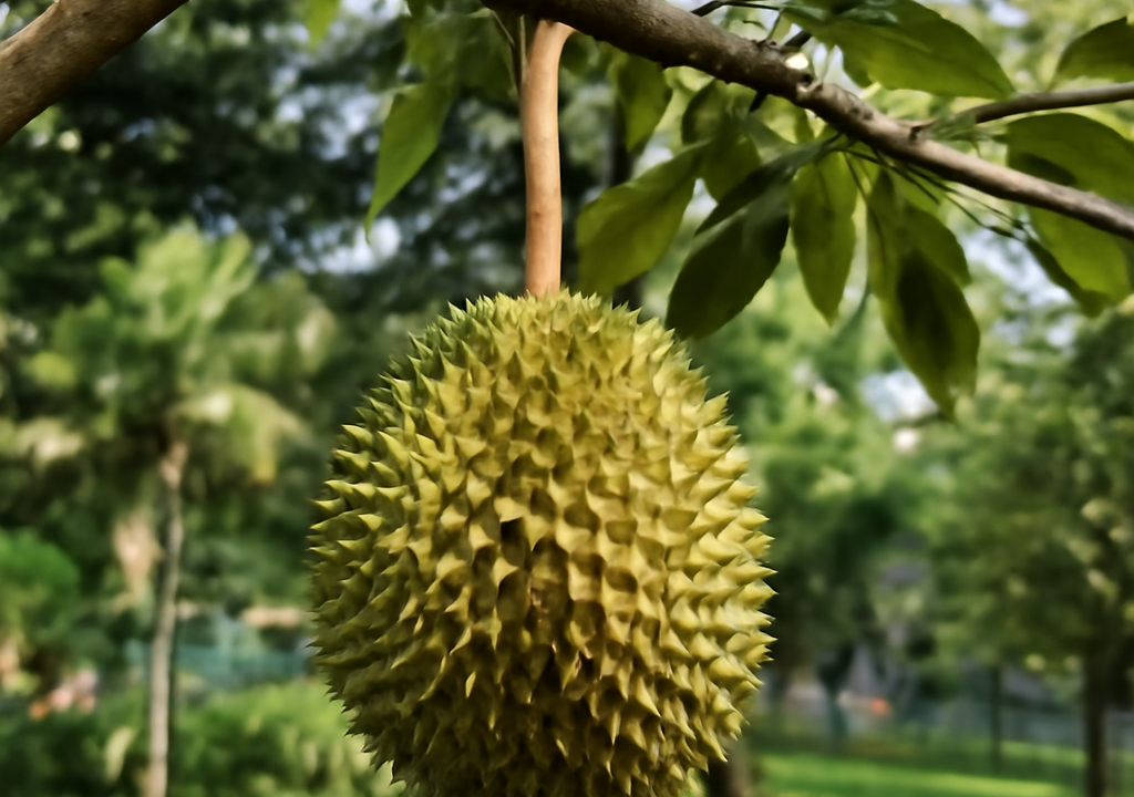 When Is Durian Season in Singapore? A Month-by-Month Guide