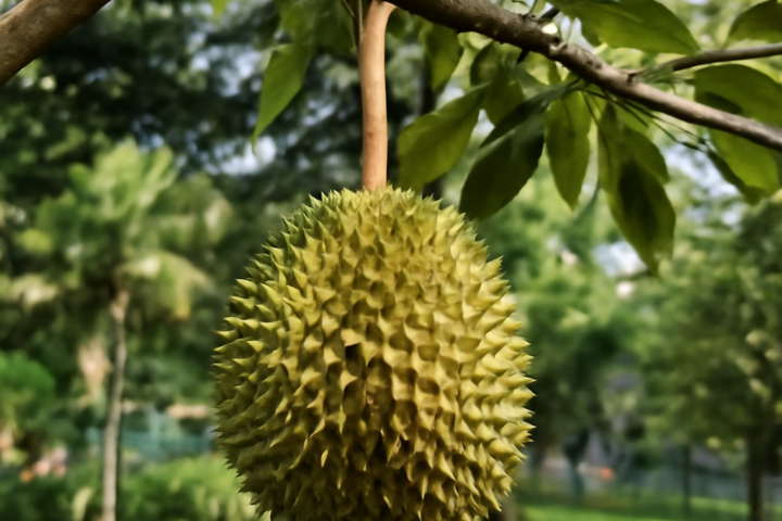 When Is Durian Season in Singapore? A Month-by-Month Guide