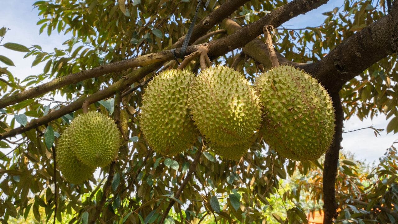 Is It Durian Season Now in Singapore?