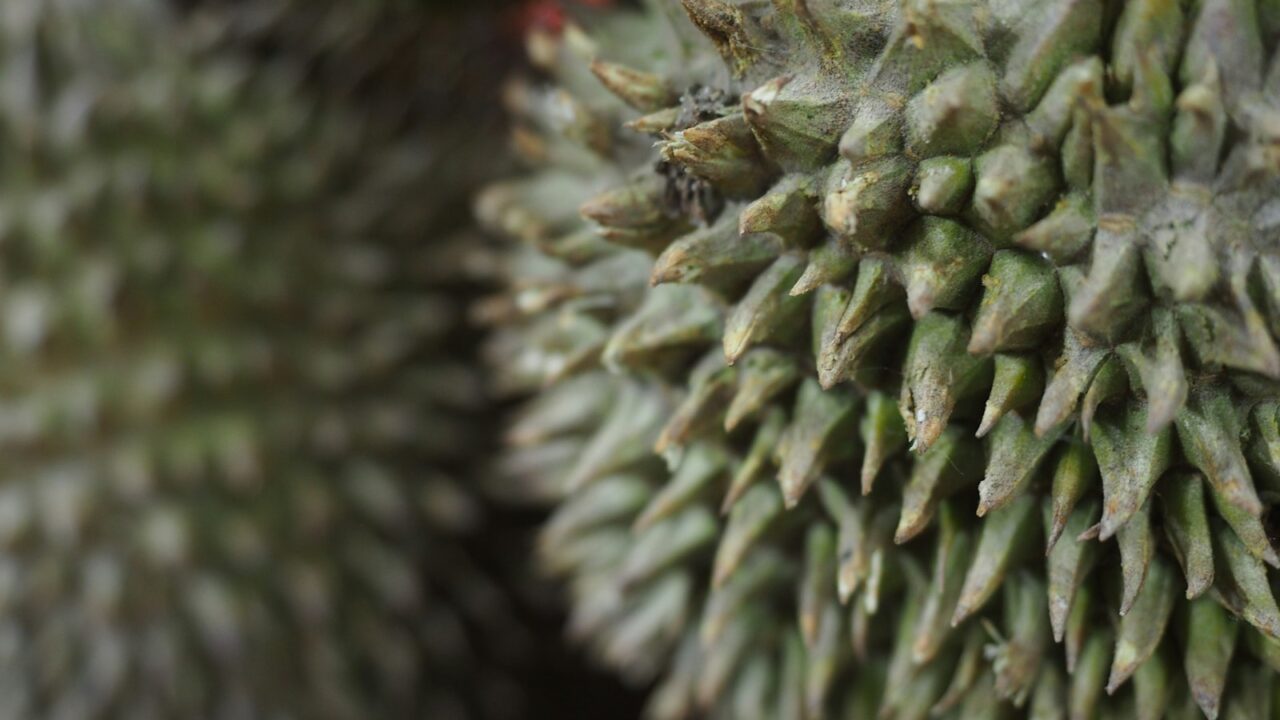Lin Feng Jiao Durian Guide