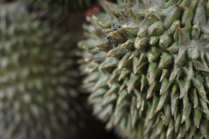 Lin Feng Jiao Durian Guide